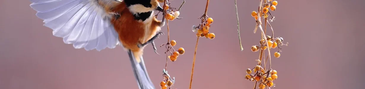 With fewer animals to spread their seeds, plants could have trouble adapting to climate change