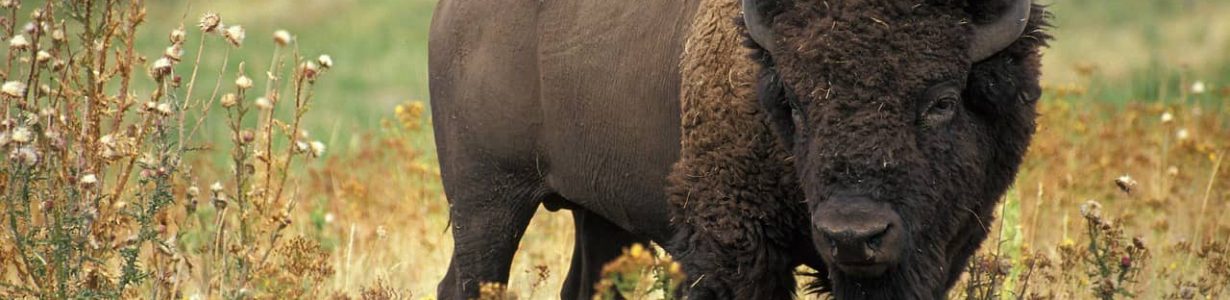 Reintroducing bison to the Great Plains would boost plant diversity and resilience