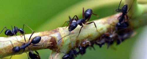 Woodland ants play a key role in helping forests regenerate