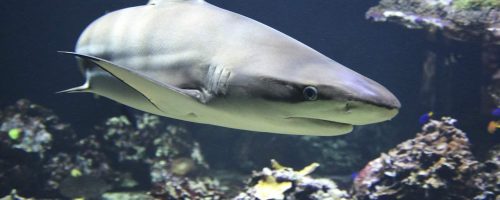 In a ‘tropical paradise’ reef sharks get slaughtered wholesale