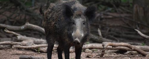 Carbon hoofprint: wild pigs release as many emissions as 1 million cars a year