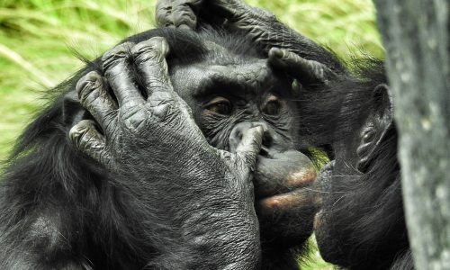 Bonobos in the wild cooperate with other groups, just like us