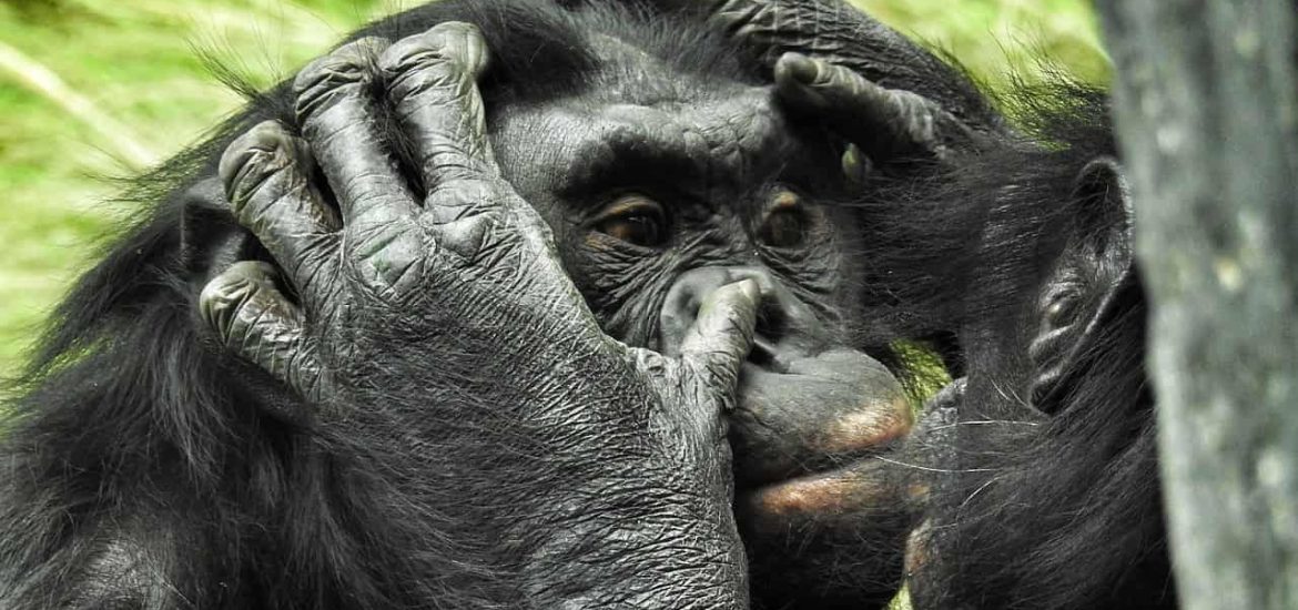 Bonobos in the wild cooperate with other groups, just like us