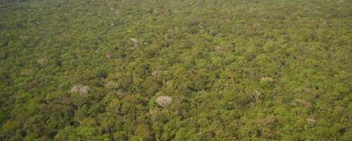 Indigenous lands in the Amazon are bulwarks against deforestation