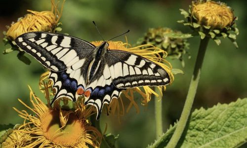 Butterfly behaviour shows how to protect habitats in a changing world