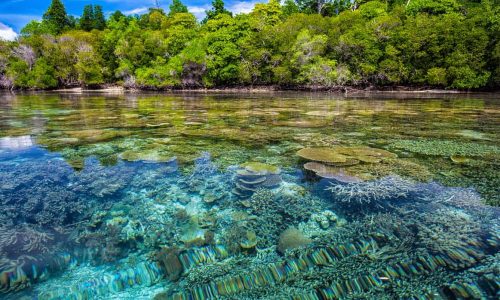 We must pull out all the stops to save coral reefs, experts say