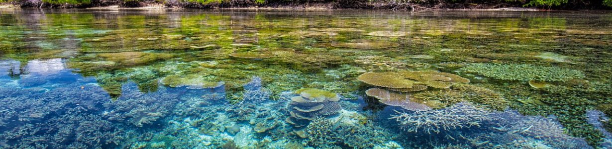 Planting trees in coastal areas can help stressed coral reefs