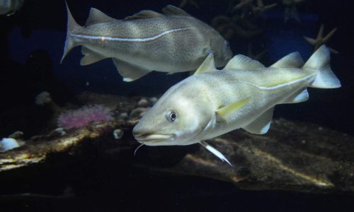 Cod ‘supergenes’ reveal how they are evolving in response to overfishing