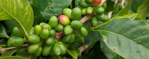 A hardier coffee plant could save yields worldwide from climate change