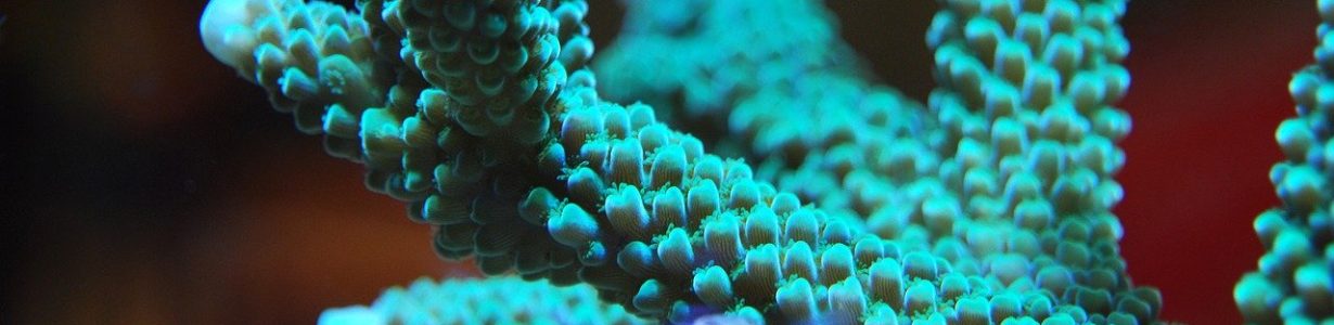 The built-in resilience of corals could help them survive climate change