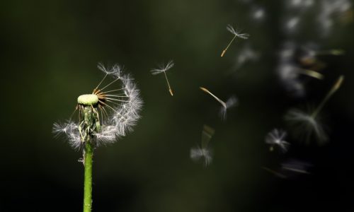 Airborne microplastics are travelling far and wide around the planet