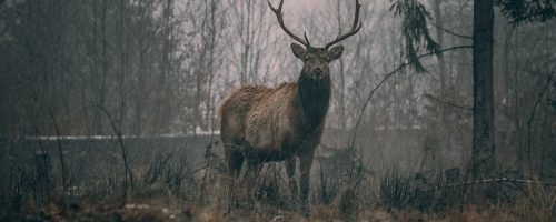 Precipitation and plant growth greatly influence mammalian diversity