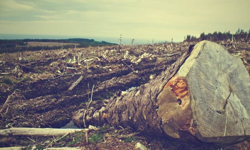 ‘Ecocide’ must be recognized as a global crime