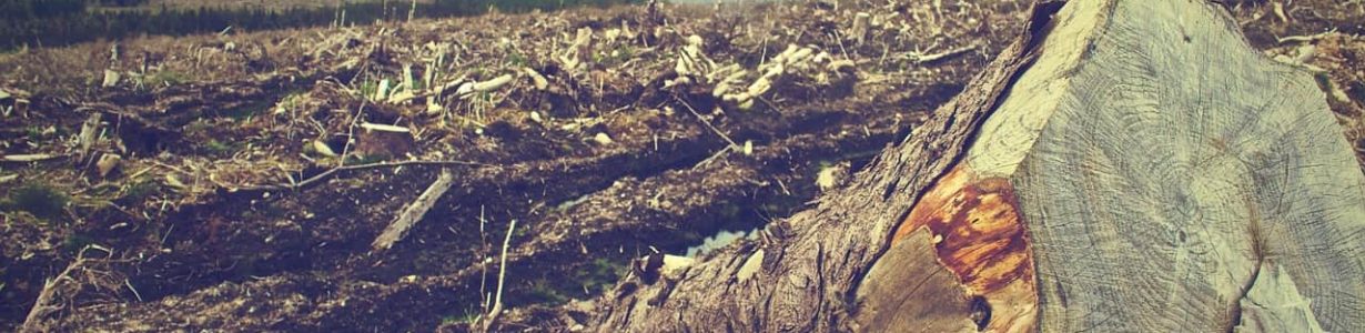 ‘Ecocide’ must be recognized as a global crime