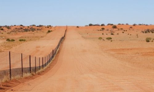 Fence study shows dingo’s role in desert biodiversity