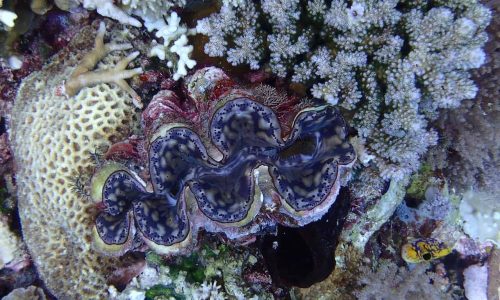 Giant clams face new threats, but we can buy them time