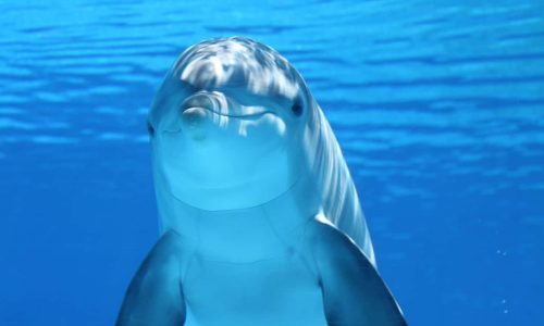 Marine mammals live longer in zoos thanks to better animal care