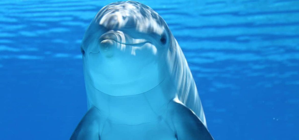 Marine mammals live longer in zoos thanks to better animal care