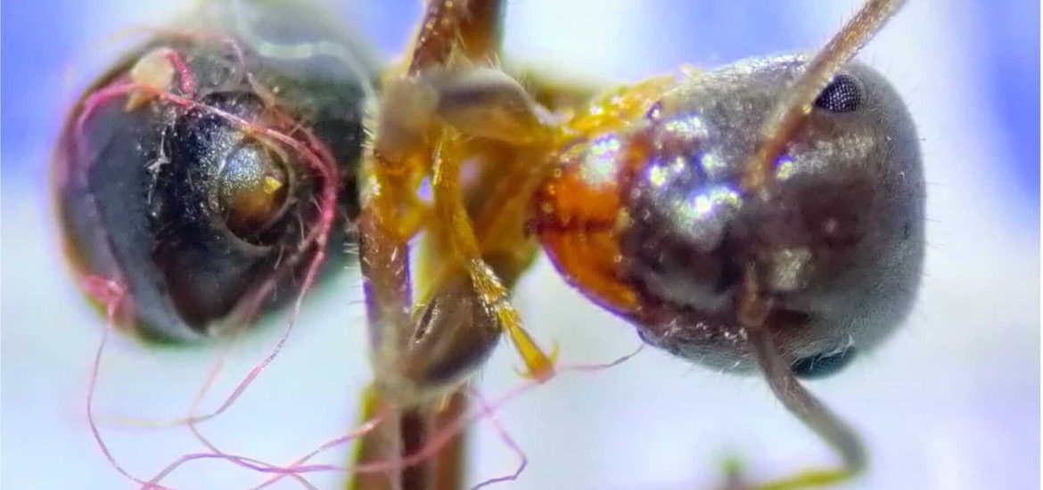 Even tiny ants can get entangled in plastic waste