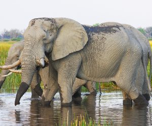 Ethiopia’s elephants are being squeezed out of their protected habitat