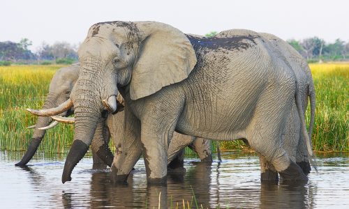 Ethiopia’s elephants are being squeezed out of their protected habitat