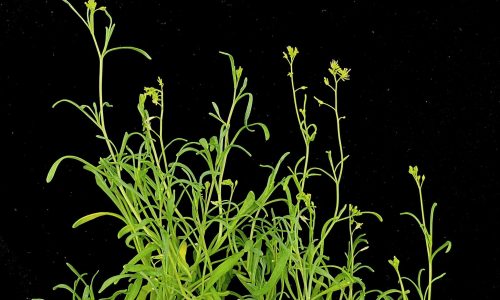 A hardy plant could help us fortify stressed crops