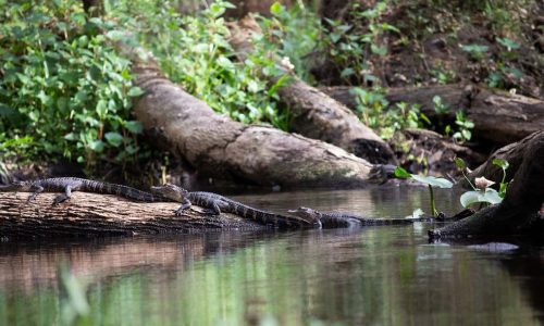 Climate change is driving tropical species further north in the southern U.S.