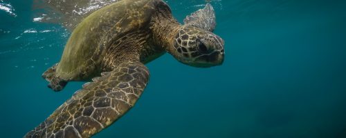 The sex ratio of endangered sea turtles is badly skewed by pollution