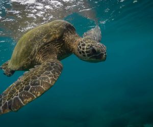 The sex ratio of endangered sea turtles is badly skewed by pollution