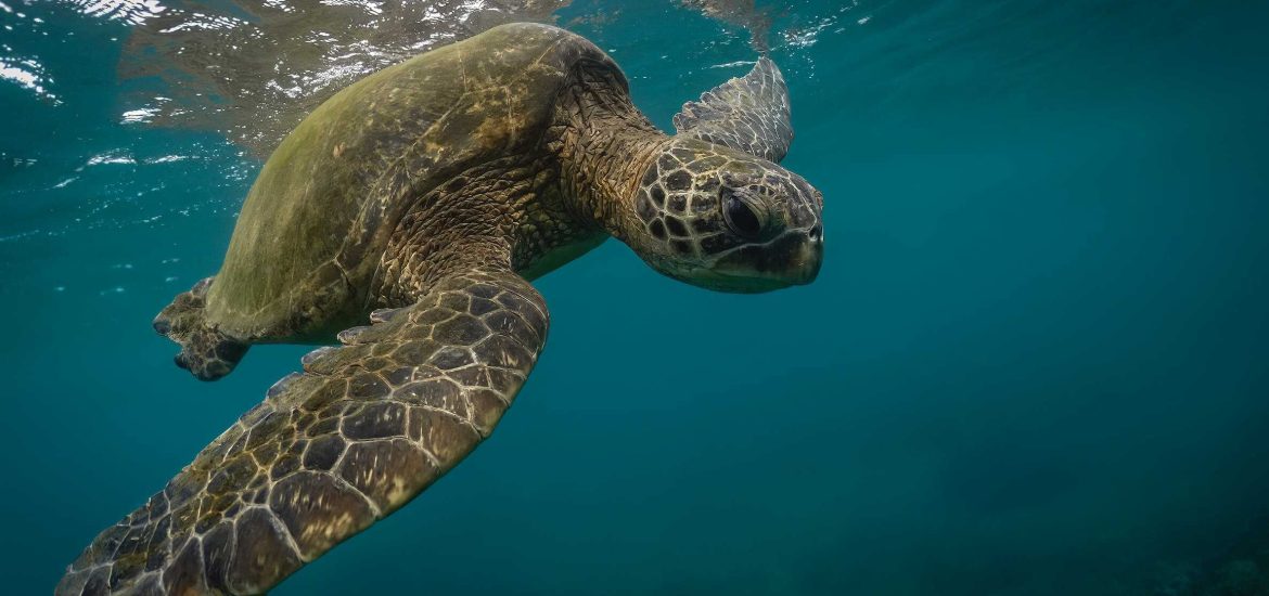 The sex ratio of endangered sea turtles is badly skewed by pollution