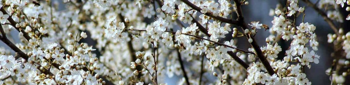 Plants in the UK flower much earlier due to climate change