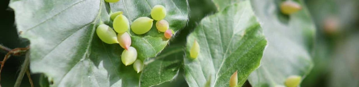 Invasive insects are inundating oak savannas in the Pacific Northwest