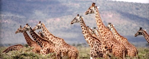 Giraffes are highly complex social animals, scientists find