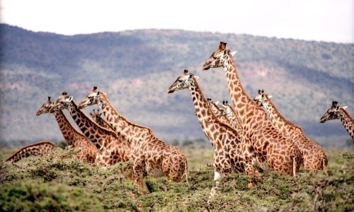 Giraffes are highly complex social animals, scientists find