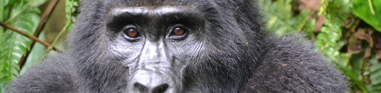 Critically endangered gorillas lead a precarious existence