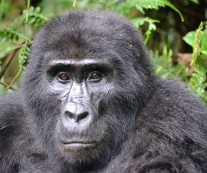 Critically endangered gorillas lead a precarious existence