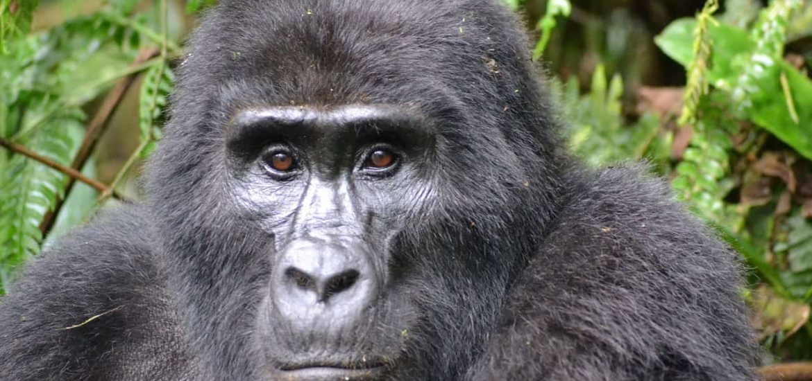 Critically endangered gorillas lead a precarious existence