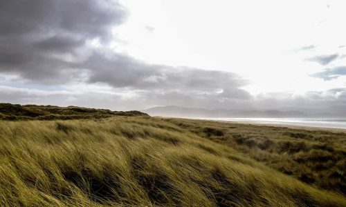 Ireland has lost almost all of its native forests. Here’s how to bring them back