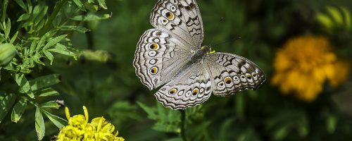 Forests and green urban areas can help embattled insects