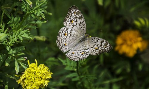 Forests and green urban areas can help embattled insects