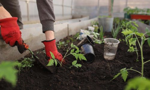 Urban gardeners can help save endangered native plants