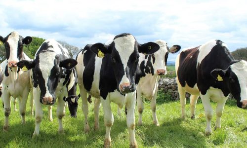 ‘Climate-smart cows’ could yield plenty more milk in Africa