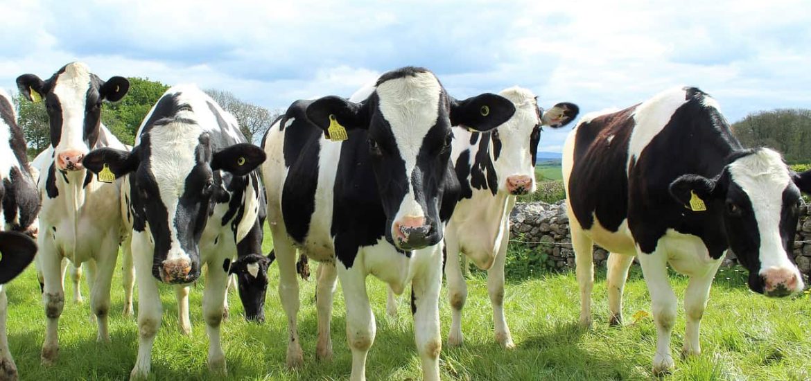 ‘Climate-smart cows’ could yield plenty more milk in Africa