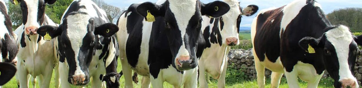 ‘Climate-smart cows’ could yield plenty more milk in Africa