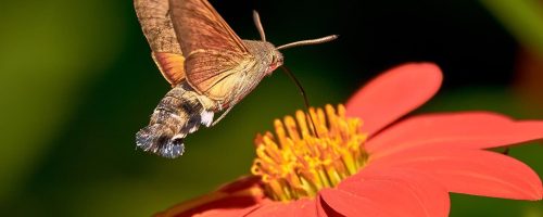 Moths are more efficient pollinators than bees, scientists find