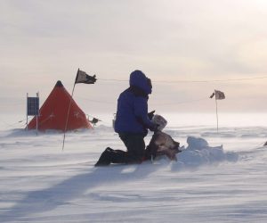 Authors call to adapt, not despair, over Antarctic ice