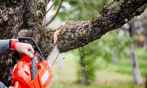 Trump Expands U.S. Logging Amid Canadian Lumber Tariffs