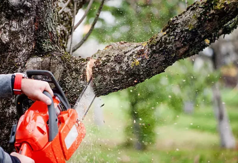 Trump Expands U.S. Logging Amid Canadian Lumber Tariffs