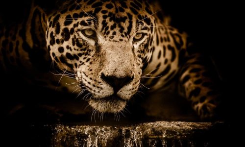 Wildfires in Brazil’s Amazon are decimating jaguars