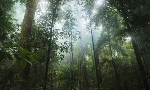 Restored tropical forests will store carbon even in the face of climate change